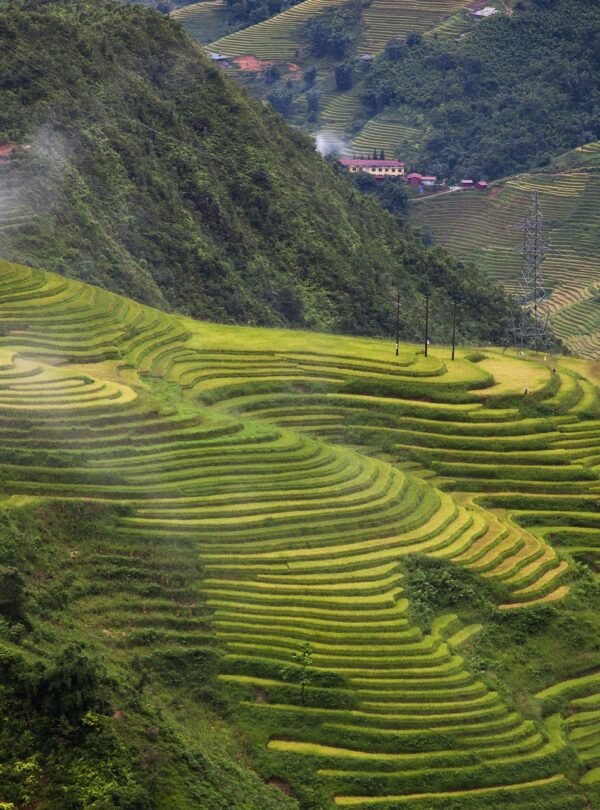 Vietnam rice mountains